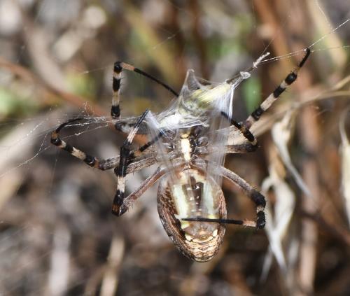 Argiope bruennichi